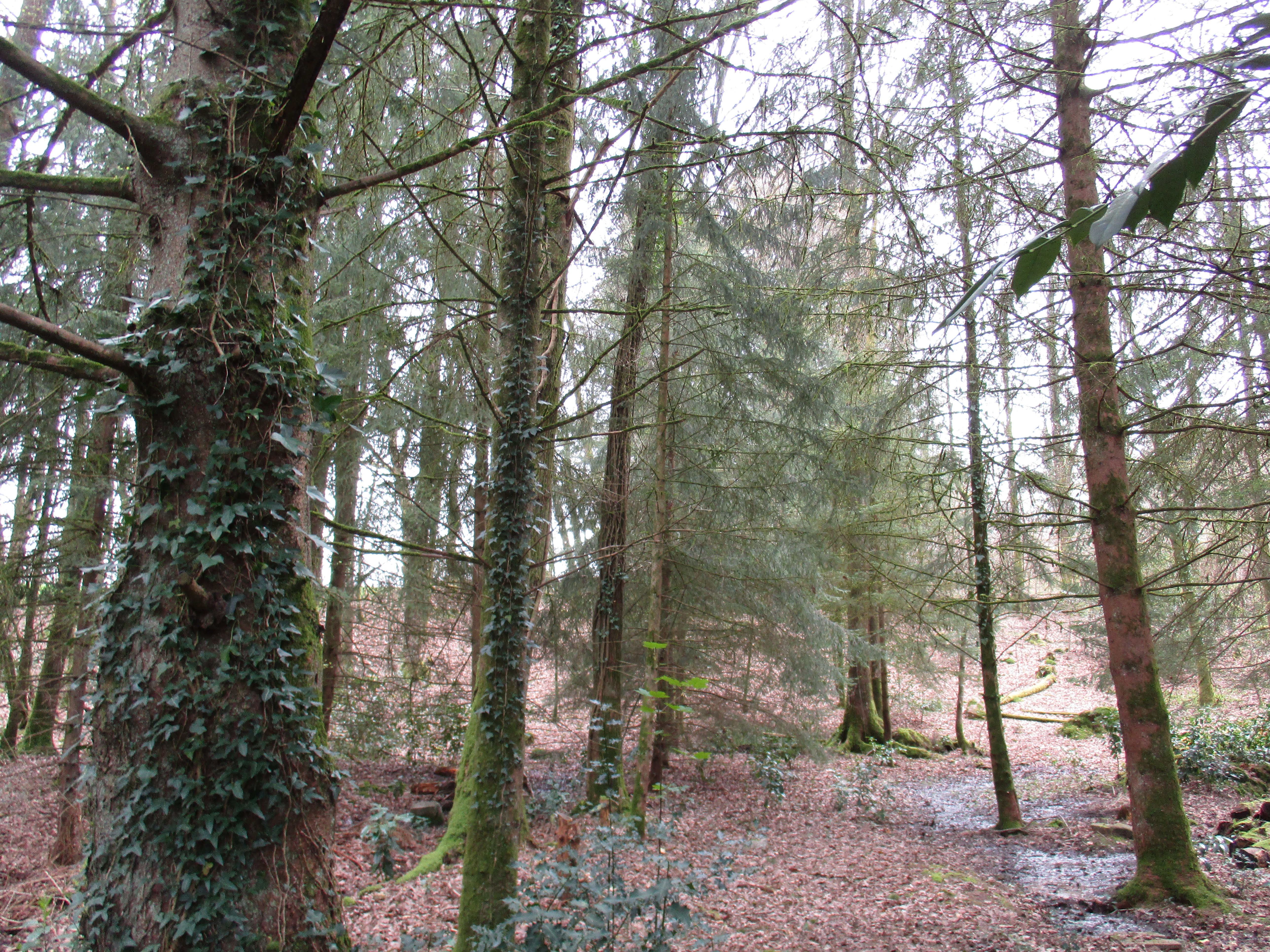 DISCOVERING THE OGHAM GROVE