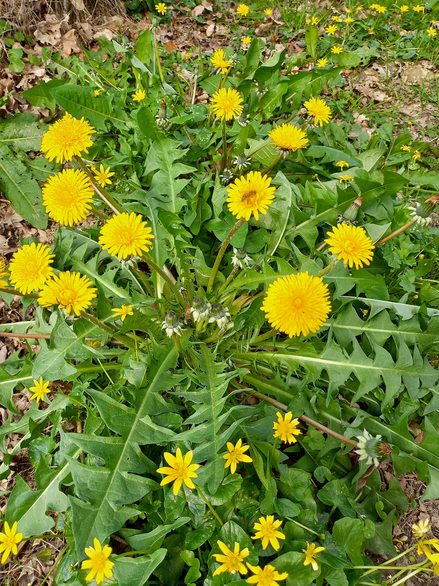 ST GEORGE AND THE DANDELION by Veronica Smith