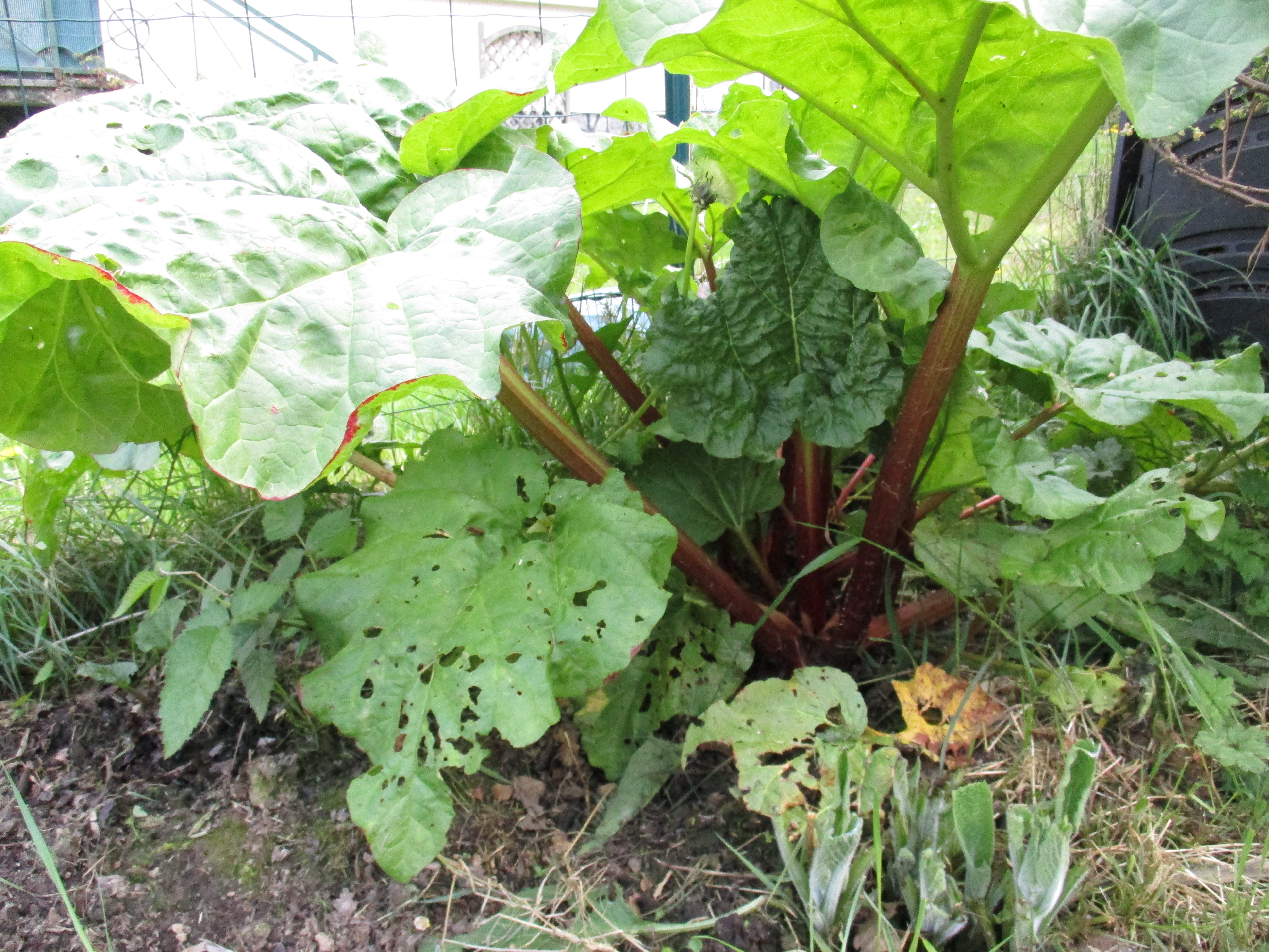 REMARKABLE RHUBARB! by Veronica Smith