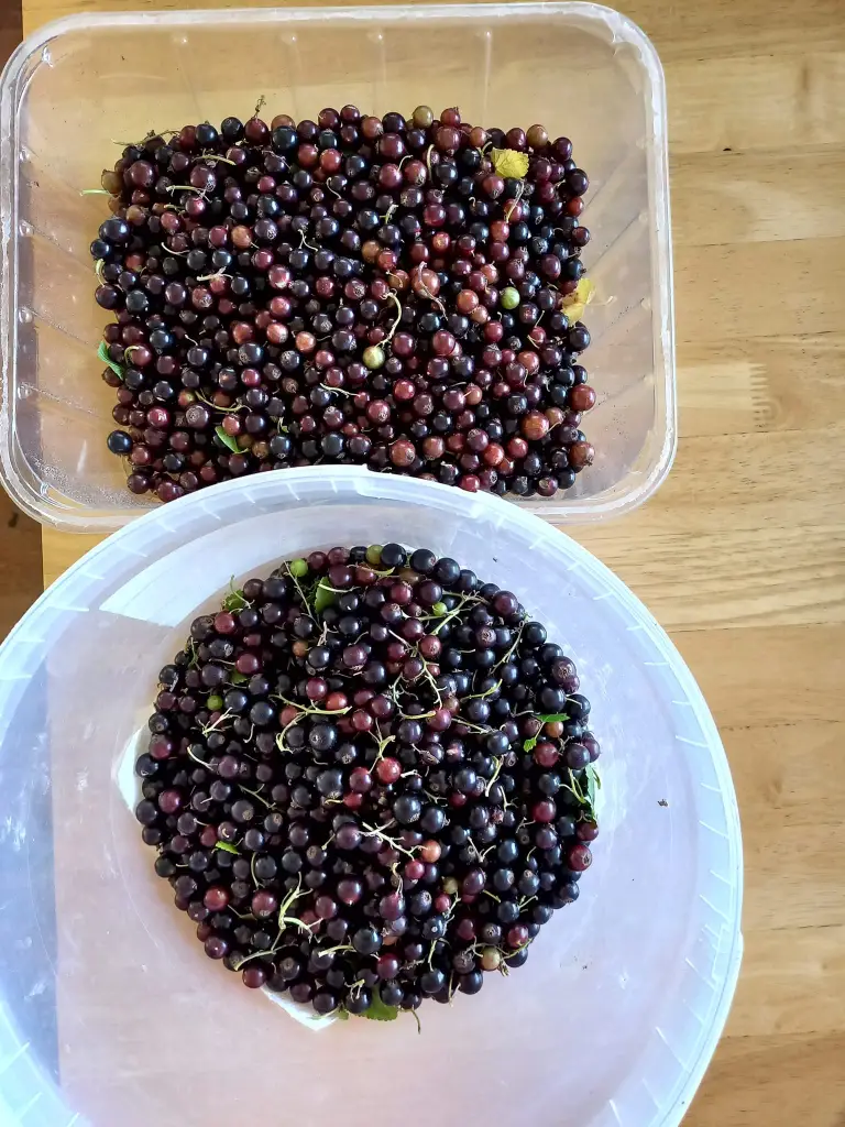 CURRANT AFFAIRS! By Veronica Smith