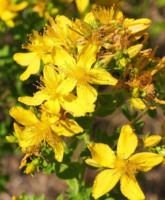 ST JOHN’S WORT: MID-SUMMER MADNESS OR MIRACULOUS MEDICINE? by Veronica Smith